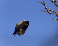 vulture after anticrop