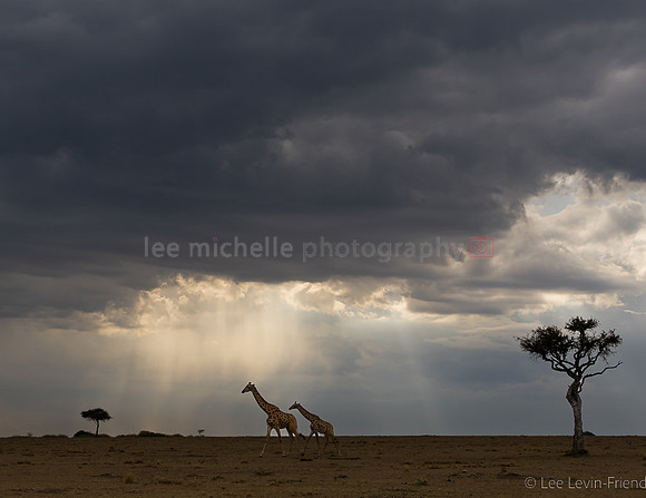 Rays of Hope