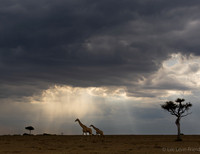 Rays of Hope