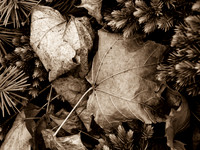 PB096798