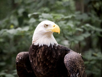 _8300191