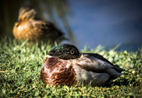 P9270185-3-Edit-Edit