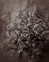 sepia flowers-1