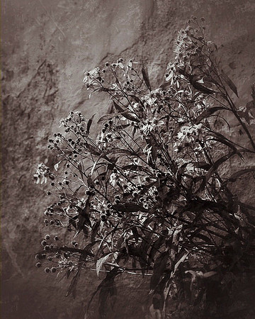 sepia flowers-1