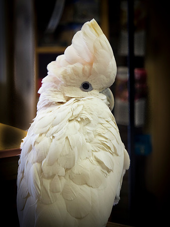 bird, cockatoo