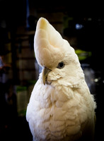 bird, cockatoo, parrot