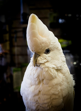 bird, cockatoo, parrot